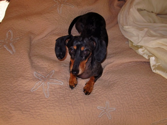 edie