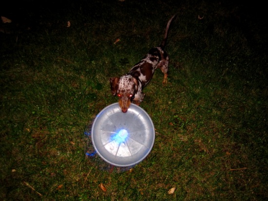frisbee