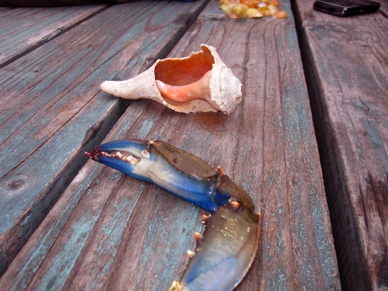 seashell