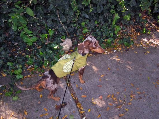 costumes
