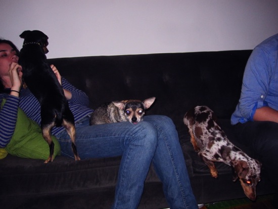 ellen + dogs
