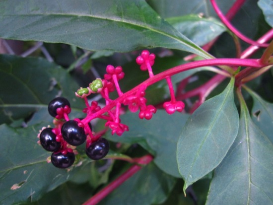 plant