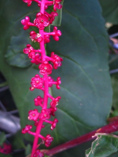 plant