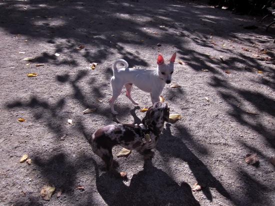 dog park
