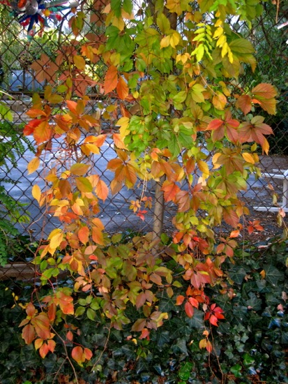 fence