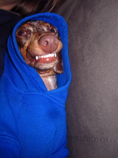hoodie