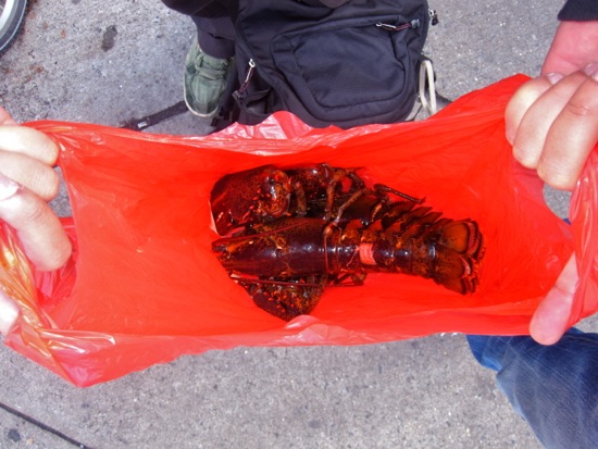 lobster