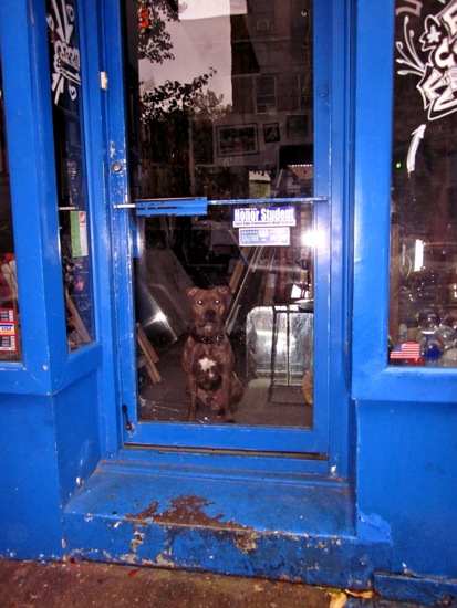dog