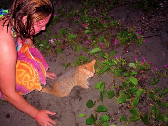 cat