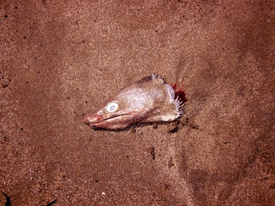 fish