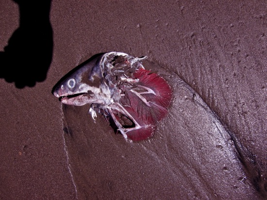 fish