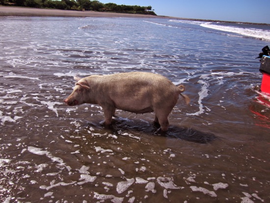 pig