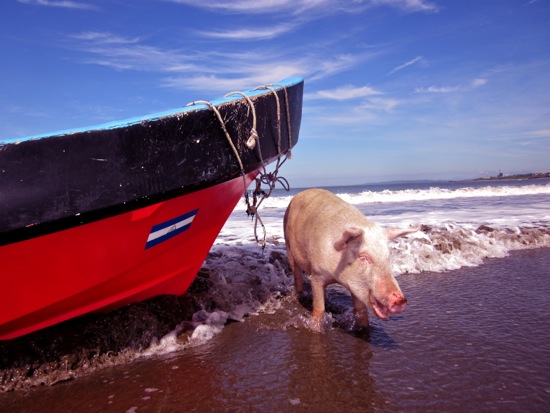 pig