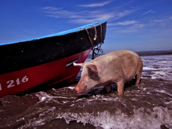 pig
