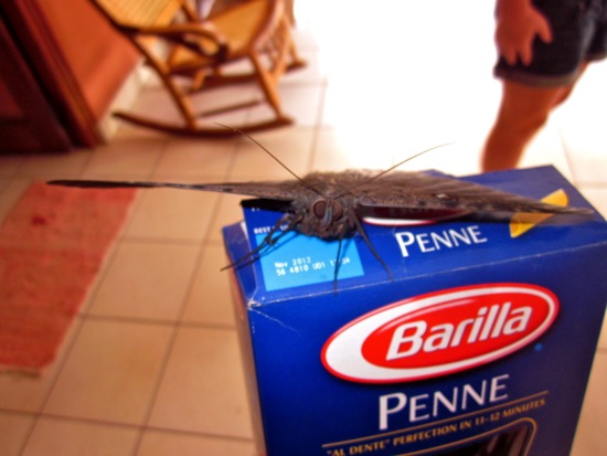 pasta