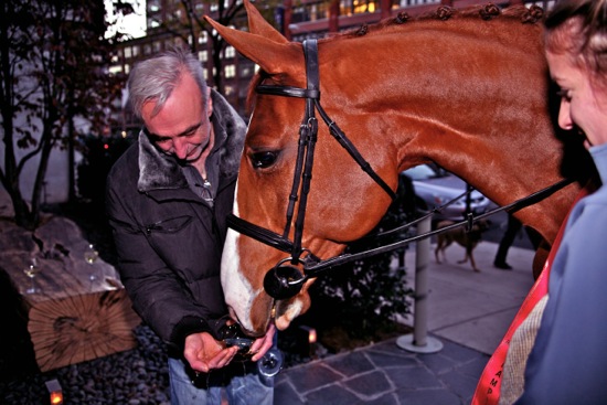horse