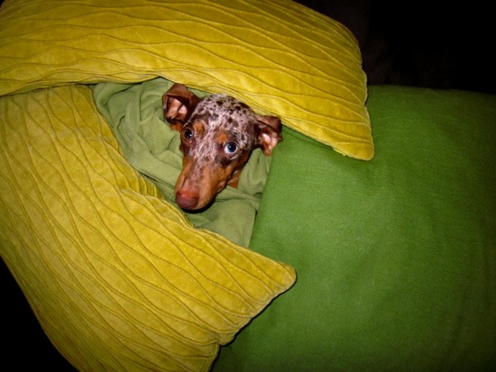 pillow