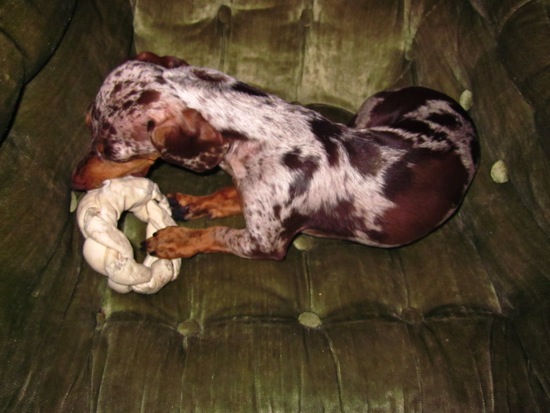rawhide