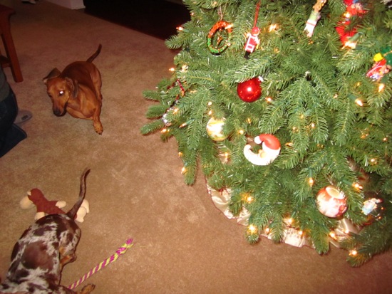 maddy, teddy