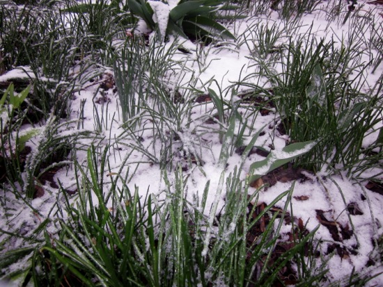 snow