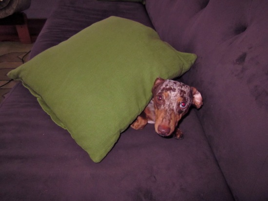 pillow
