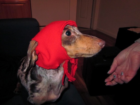 dogs in outfits