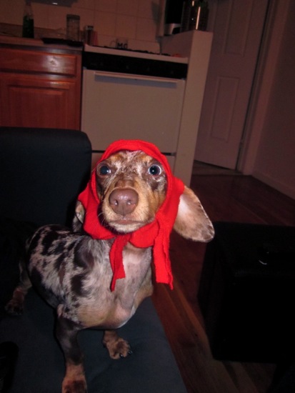 dogs in outfits