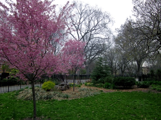 trees