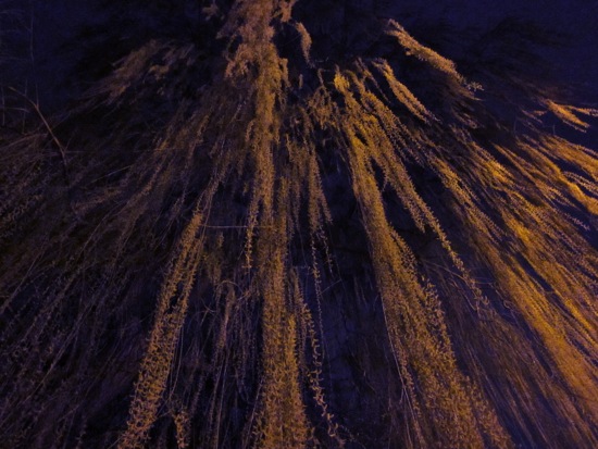 trees