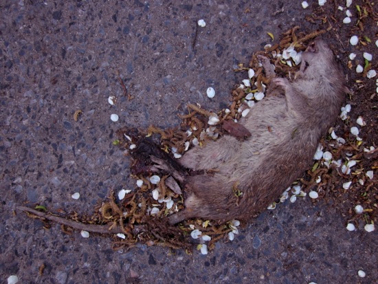 rats