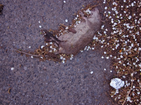 rats