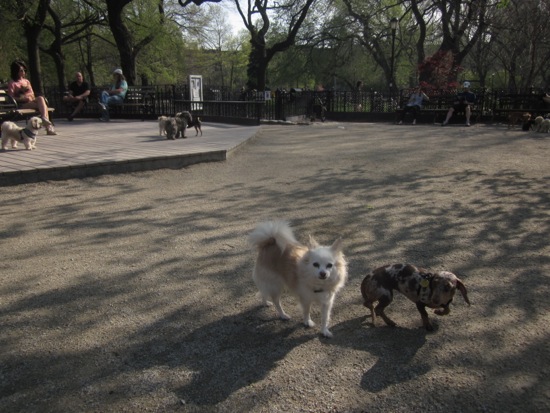 dog park