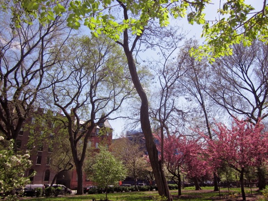 trees