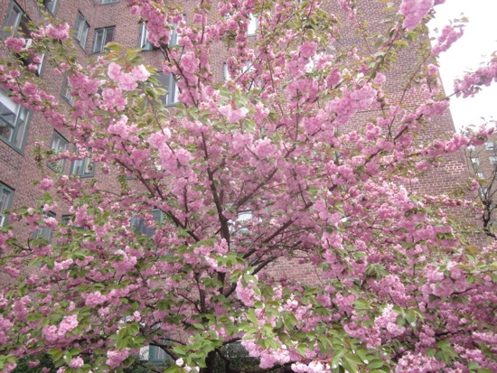 trees