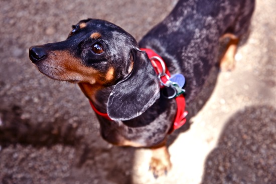 dog park