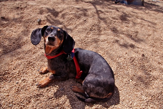 dog park