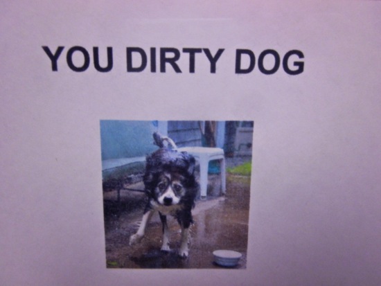 dog