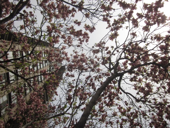 trees