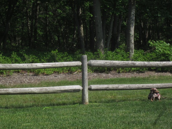 fence
