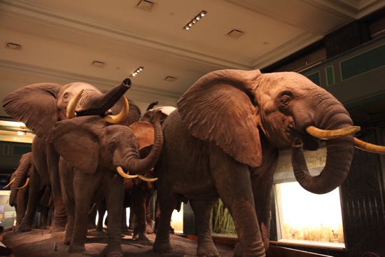 elephant