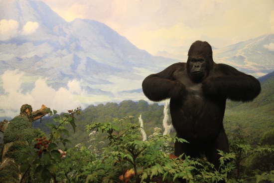gorilla