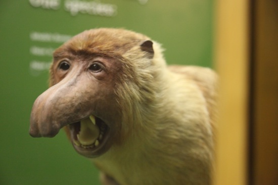 monkey