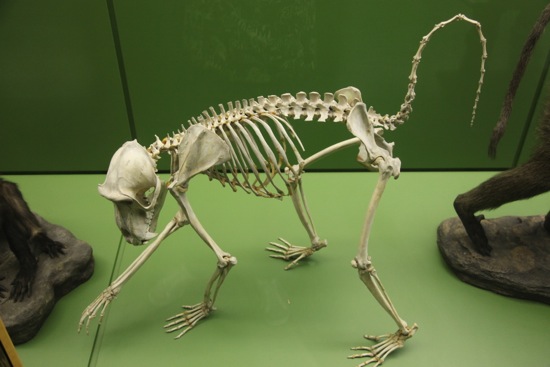 skeleton