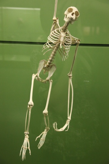 skeleton