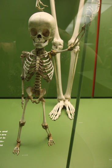 skeleton