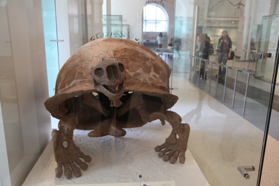 turtle