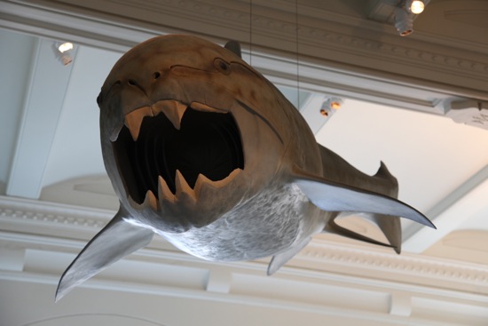 shark