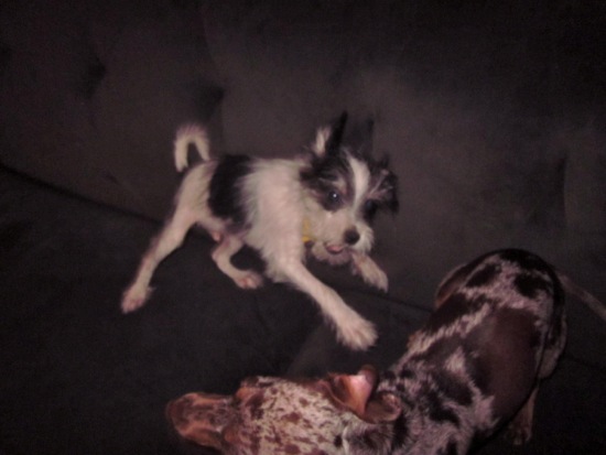 puppy