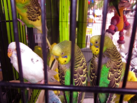bird