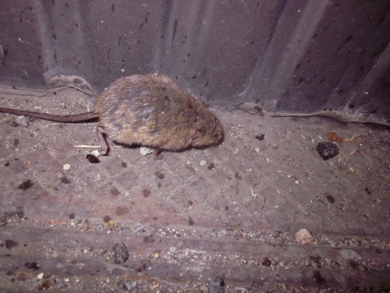 mouse